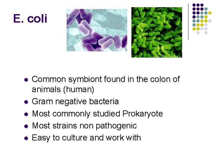 E. coli l l l Common symbiont found in the colon of animals (human)