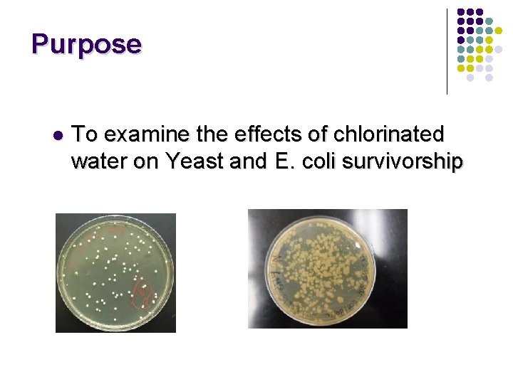 Purpose l To examine the effects of chlorinated water on Yeast and E. coli