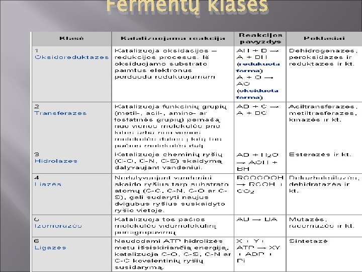 Fermentų klasės 