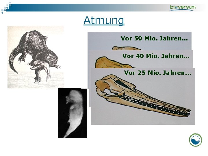 Atmung Vor 50 Mio. Jahren. . . Vor 40 Mio. Jahren. . . Vor