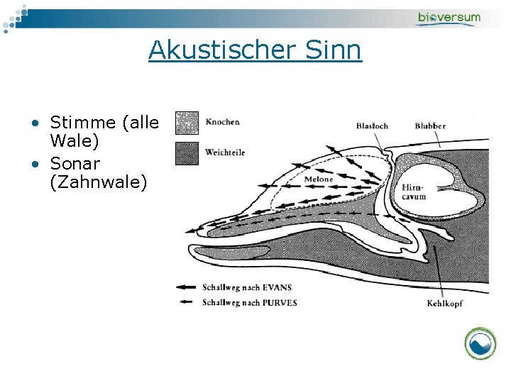 Akustischer Sinn • Stimme (alle Wale) • Sonar (Zahnwale) 