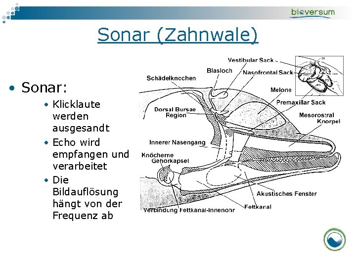 Sonar (Zahnwale) • Sonar: • Klicklaute werden ausgesandt • Echo wird empfangen und verarbeitet