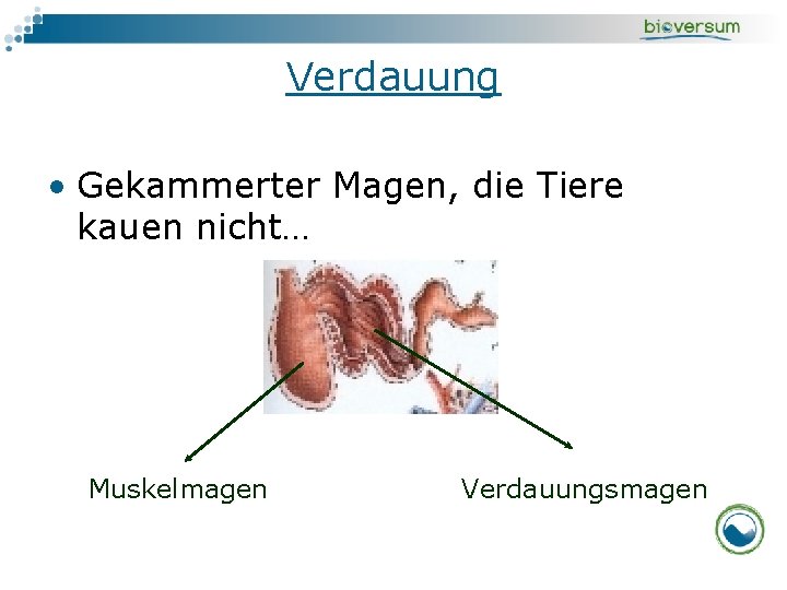 Verdauung • Gekammerter Magen, die Tiere kauen nicht… Muskelmagen Verdauungsmagen 