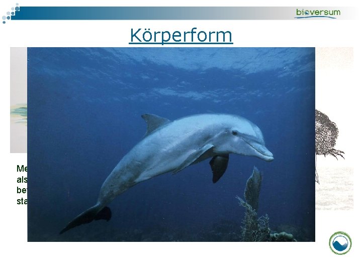Körperform Mesonyx (oben) und Ambulocetus sind als Vorfahren der modernen Wale zu betrachten. Aus