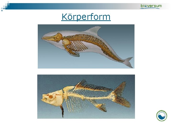 Körperform 