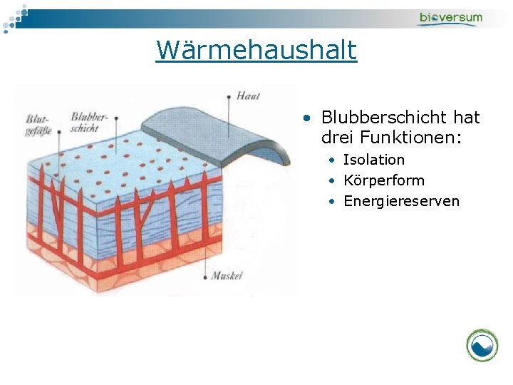Wärmehaushalt • Blubberschicht hat drei Funktionen: • Isolation • Körperform • Energiereserven 