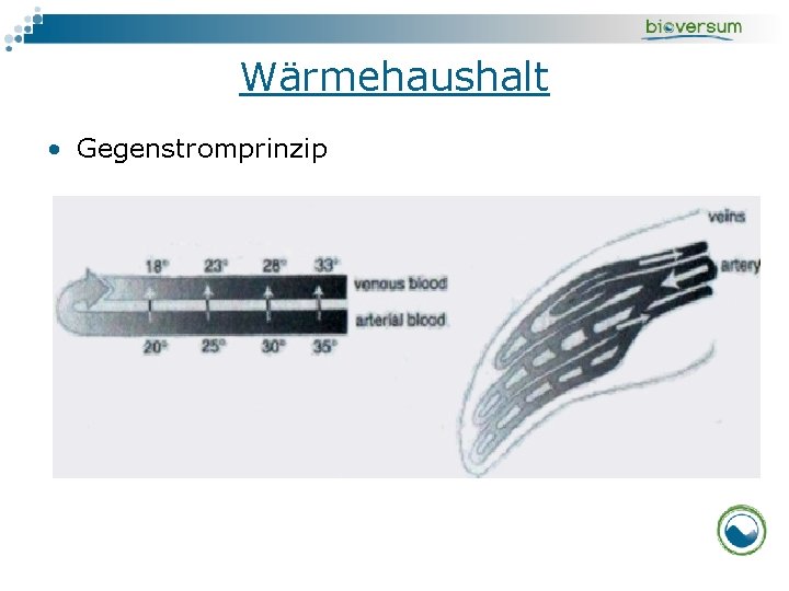 Wärmehaushalt • Gegenstromprinzip 