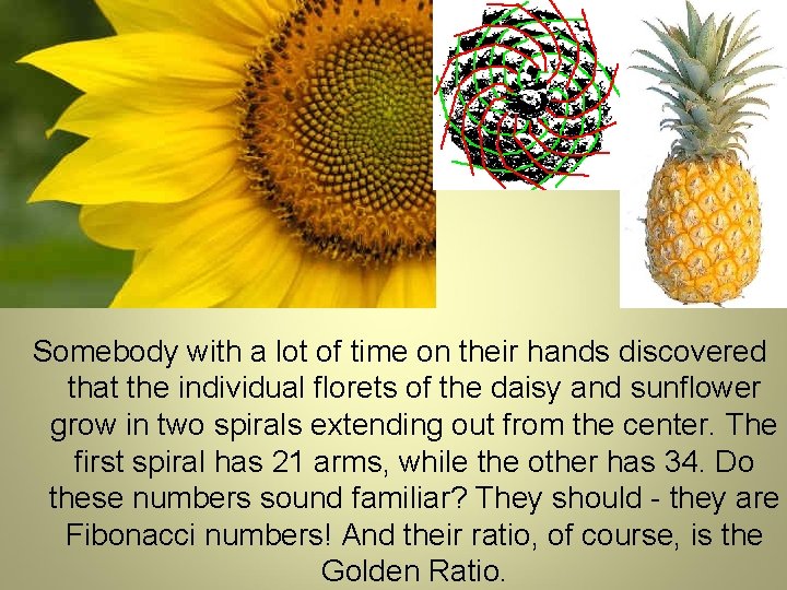 Somebody with a lot of time on their hands discovered that the individual florets