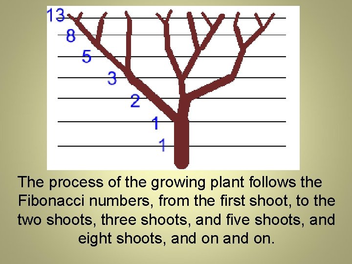 The process of the growing plant follows the Fibonacci numbers, from the first shoot,