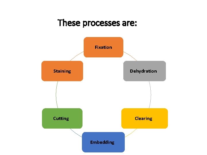 These processes are: Fixation Staining Dehydration Cutting Clearing Embedding 