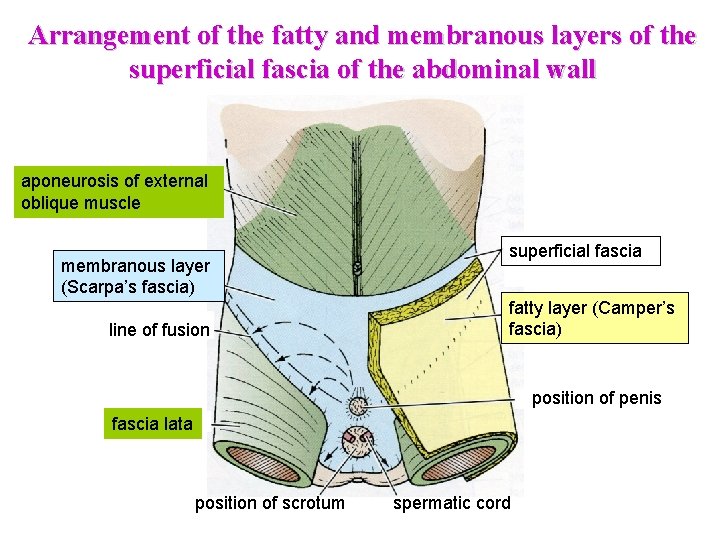 Arrangement of the fatty and membranous layers of the superficial fascia of the abdominal Arrangement of the fatty and membranous layers of the superficial fascia of the abdominal