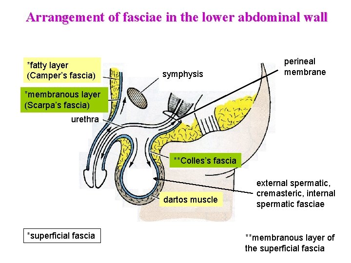 Arrangement of fasciae in the lower abdominal wall *fatty layer (Camper’s fascia) symphysis perineal Arrangement of fasciae in the lower abdominal wall *fatty layer (Camper’s fascia) symphysis perineal