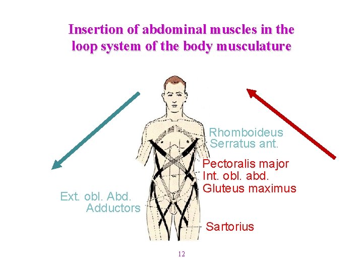 Insertion of abdominal muscles in the loop system of the body musculature Rhomboideus Serratus Insertion of abdominal muscles in the loop system of the body musculature Rhomboideus Serratus