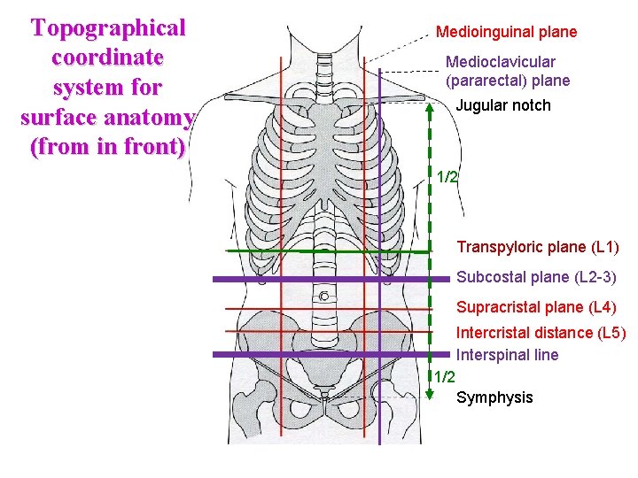Topographical coordinate system for surface anatomy (from in front) Medioinguinal plane Medioclavicular (pararectal) plane Topographical coordinate system for surface anatomy (from in front) Medioinguinal plane Medioclavicular (pararectal) plane