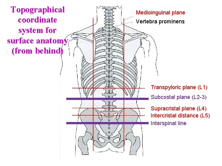 Topographical coordinate system for surface anatomy (from behind) Medioinguinal plane Vertebra prominens Transpyloric plane Topographical coordinate system for surface anatomy (from behind) Medioinguinal plane Vertebra prominens Transpyloric plane