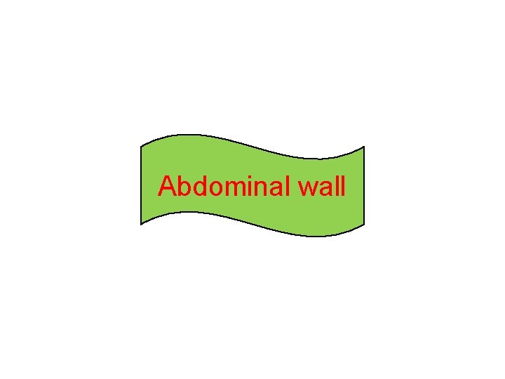 Abdominal wall  Abdominal wall