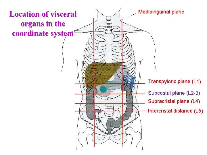 Location of visceral organs in the coordinate system Medioinguinal plane Transpyloric plane (L 1) Location of visceral organs in the coordinate system Medioinguinal plane Transpyloric plane (L 1)