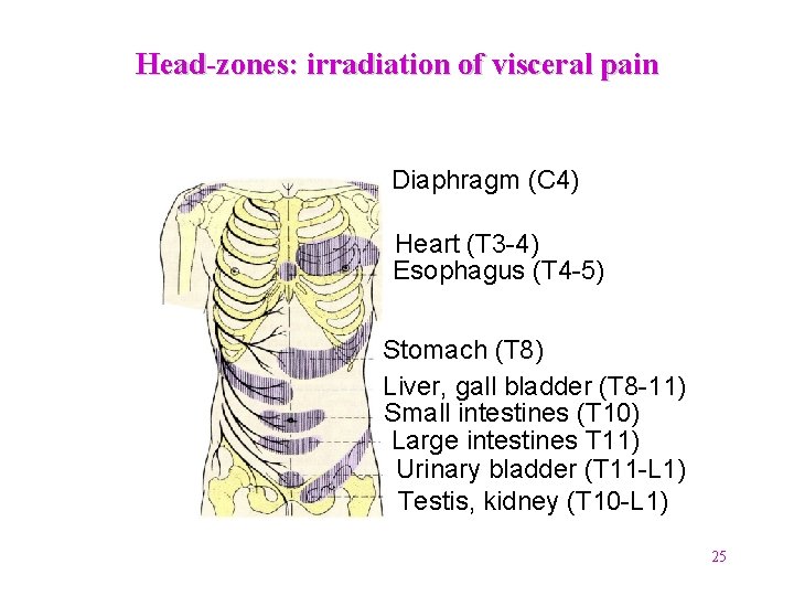 Head-zones: irradiation of visceral pain Diaphragm (C 4) Heart (T 3 -4) Esophagus (T Head-zones: irradiation of visceral pain Diaphragm (C 4) Heart (T 3 -4) Esophagus (T