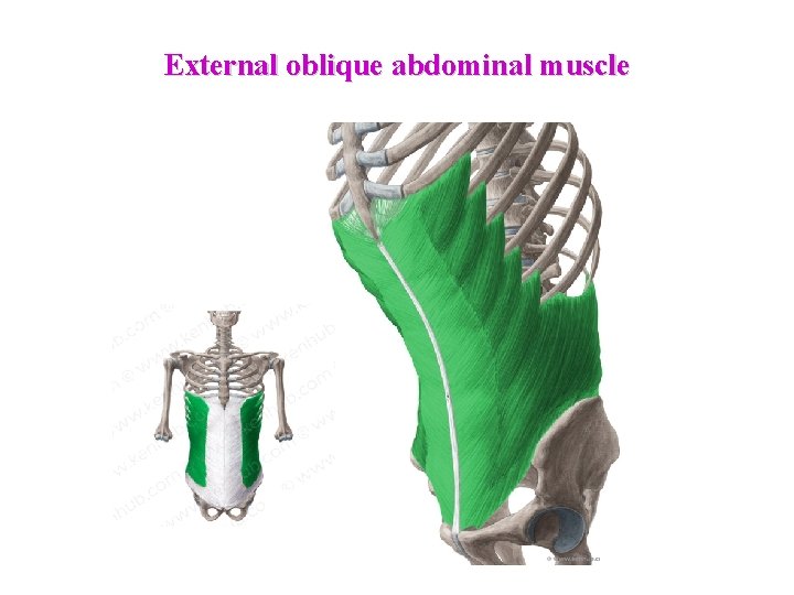 External oblique abdominal muscle  External oblique abdominal muscle