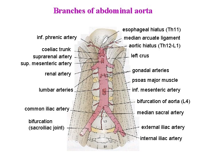 Branches of abdominal aorta esophageal hiatus (Th 11) inf. phrenic artery coeliac trunk suprarenal Branches of abdominal aorta esophageal hiatus (Th 11) inf. phrenic artery coeliac trunk suprarenal