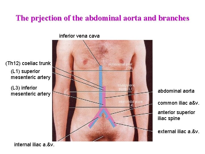 The prjection of the abdominal aorta and branches inferior vena cava (Th 12) coeliac The prjection of the abdominal aorta and branches inferior vena cava (Th 12) coeliac