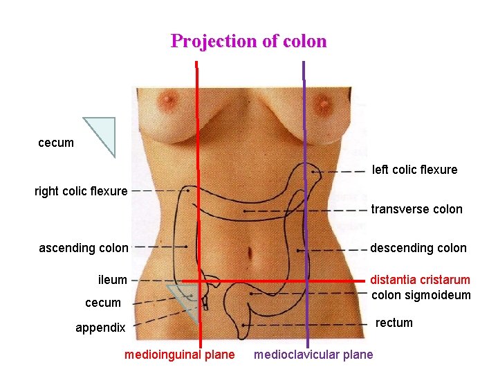 Projection of colon cecum left colic flexure right colic flexure transverse colon ascending colon Projection of colon cecum left colic flexure right colic flexure transverse colon ascending colon
