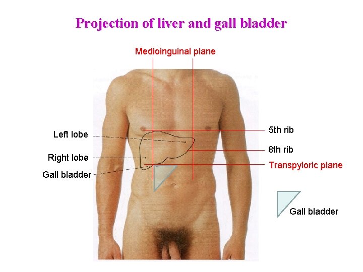 Projection of liver and gall bladder Medioinguinal plane Left lobe Right lobe Gall bladder Projection of liver and gall bladder Medioinguinal plane Left lobe Right lobe Gall bladder