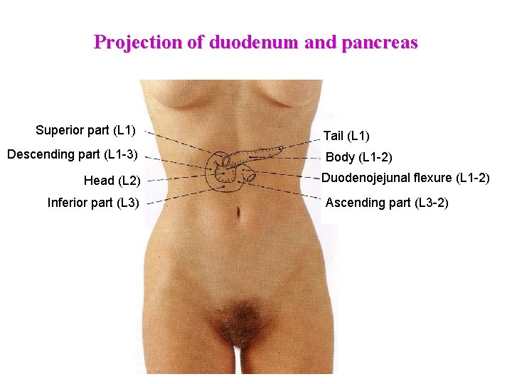 Projection of duodenum and pancreas Superior part (L 1) Descending part (L 1 -3) Projection of duodenum and pancreas Superior part (L 1) Descending part (L 1 -3)