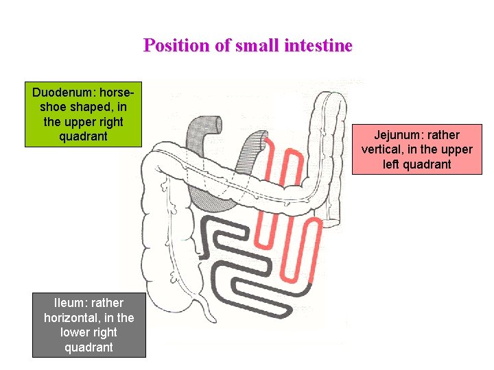 Position of small intestine Duodenum: horseshoe shaped, in the upper right quadrant Ileum: rather Position of small intestine Duodenum: horseshoe shaped, in the upper right quadrant Ileum: rather