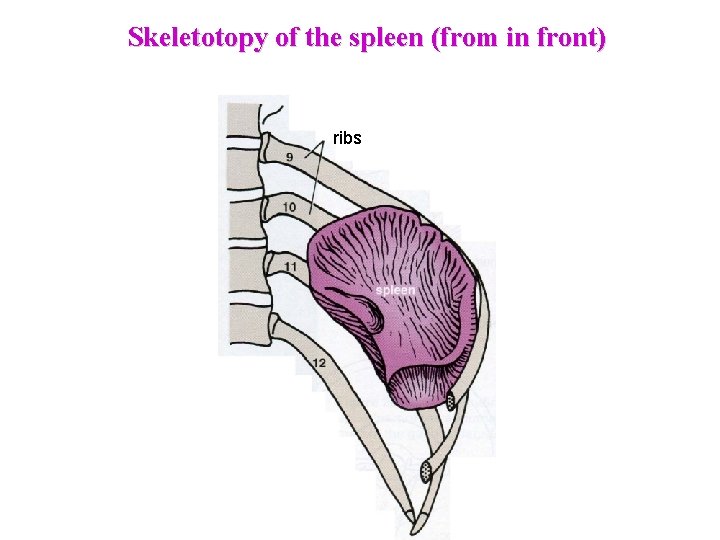 Skeletotopy of the spleen (from in front) ribs  Skeletotopy of the spleen (from in front) ribs