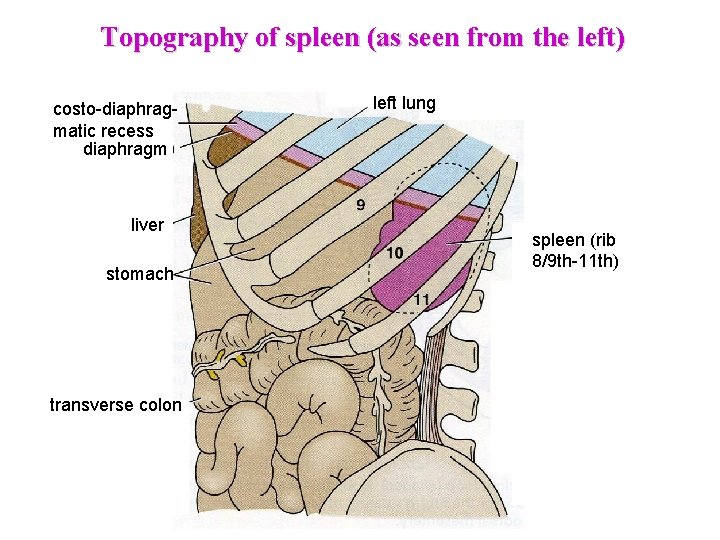 Topography of spleen (as seen from the left) costo-diaphragmatic recess diaphragm liver stomach transverse Topography of spleen (as seen from the left) costo-diaphragmatic recess diaphragm liver stomach transverse