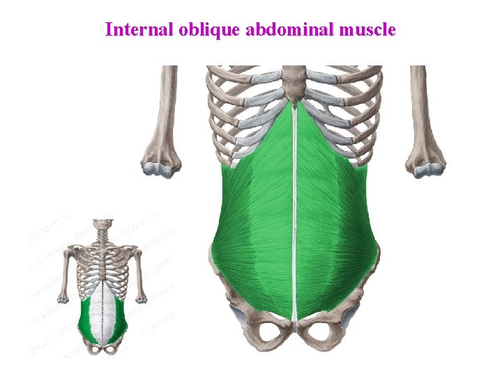 Internal oblique abdominal muscle  Internal oblique abdominal muscle