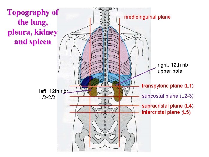 Topography of the lung, pleura, kidney and spleen medioinguinal plane right: 12 th rib: Topography of the lung, pleura, kidney and spleen medioinguinal plane right: 12 th rib: