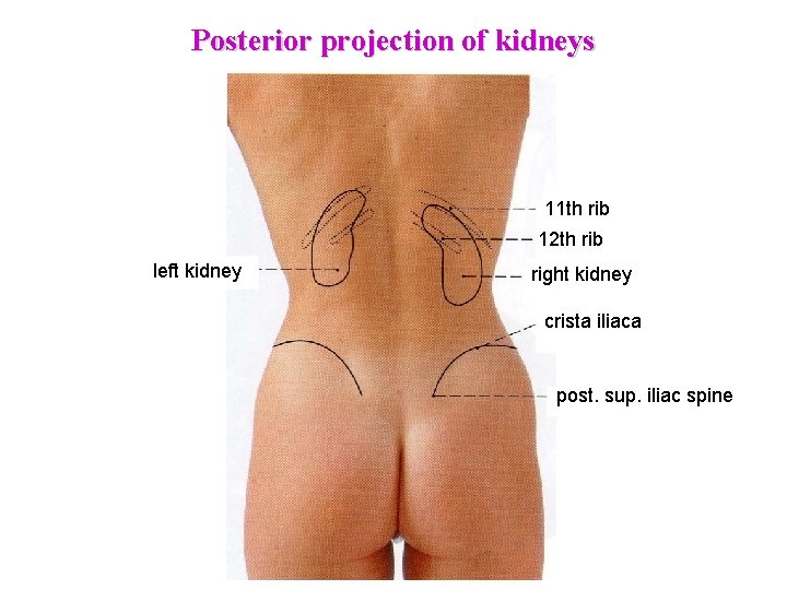 Posterior projection of kidneys 11 th rib 12 th rib left kidney right kidney Posterior projection of kidneys 11 th rib 12 th rib left kidney right kidney