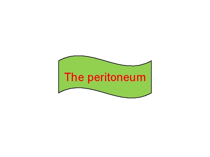The peritoneum  The peritoneum