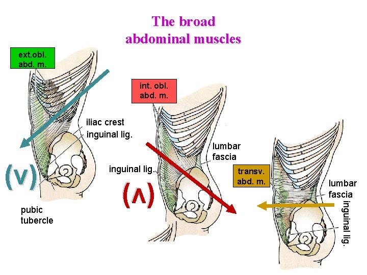 The broad abdominal muscles ext. obl. abd. m. int. obl. abd. m. iliac crest The broad abdominal muscles ext. obl. abd. m. int. obl. abd. m. iliac crest