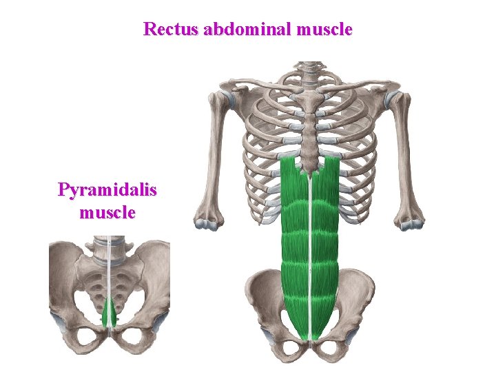 Rectus abdominal muscle Pyramidalis muscle  Rectus abdominal muscle Pyramidalis muscle