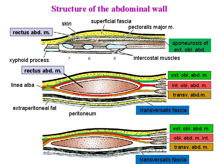 Structure of the abdominal wall skin rectus abd. m. superficial fascia pectoralis major m. Structure of the abdominal wall skin rectus abd. m. superficial fascia pectoralis major m.