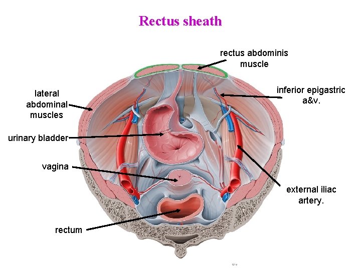 Rectus sheath rectus abdominis muscle lateral abdominal muscles inferior epigastric a&v. urinary bladder vagina Rectus sheath rectus abdominis muscle lateral abdominal muscles inferior epigastric a&v. urinary bladder vagina