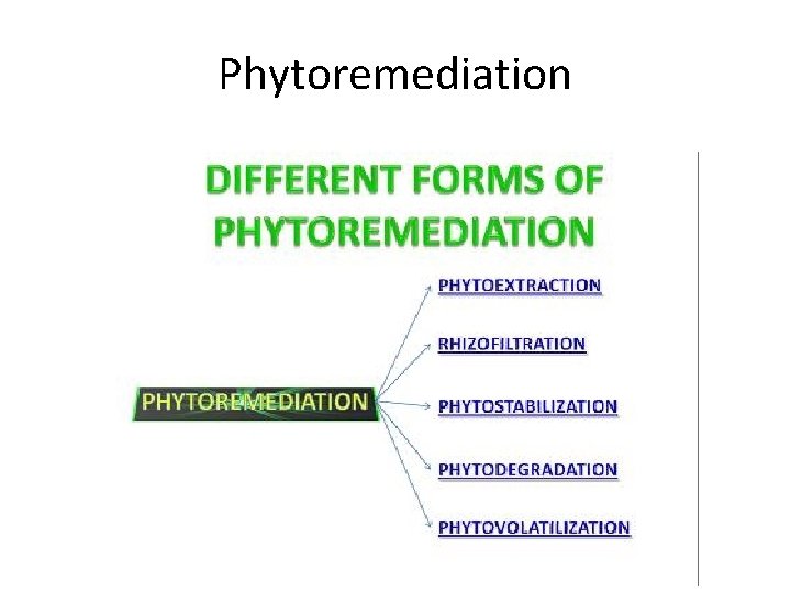 Phytoremediation 