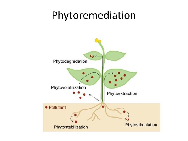 Phytoremediation 