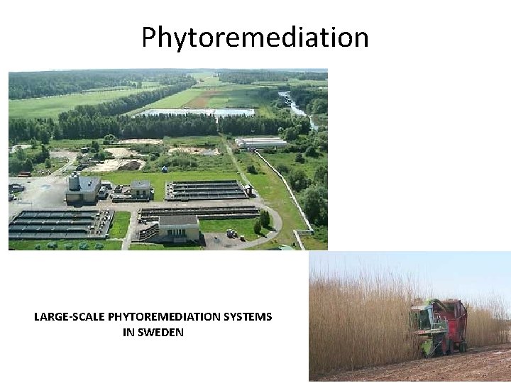 Phytoremediation LARGE-SCALE PHYTOREMEDIATION SYSTEMS IN SWEDEN 