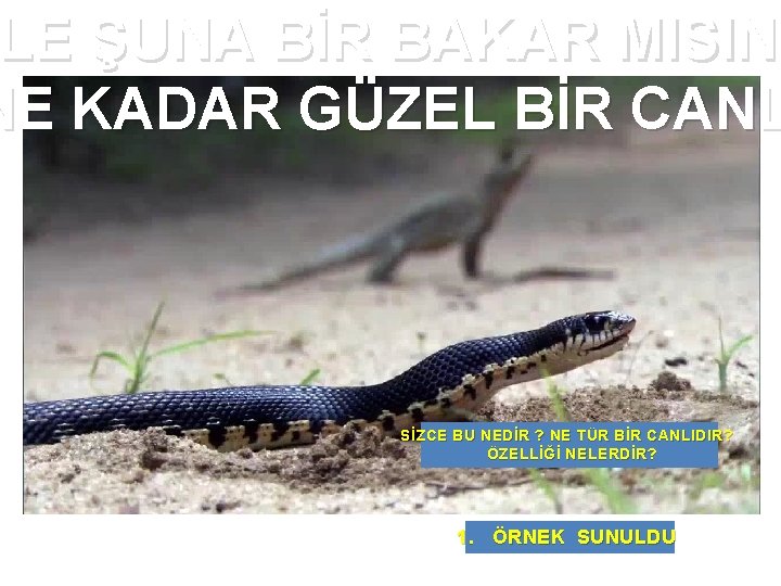 LE ŞUNA BİR BAKAR MISINI ELE NE KADAR GÜZEL BİR CANL SİZCE BU NEDİR