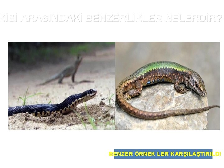 KİSİ ARASINDAKİ BENZERLİKLER NELERDİR? BENZER ÖRNEK LER KARŞILAŞTIRILDI 