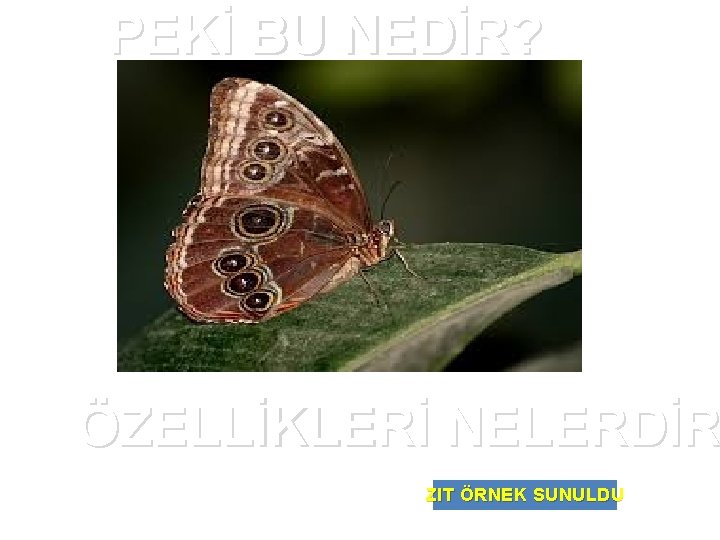 PEKİ BU NEDİR? ÖZELLİKLERİ NELERDİR ZIT ÖRNEK SUNULDU 