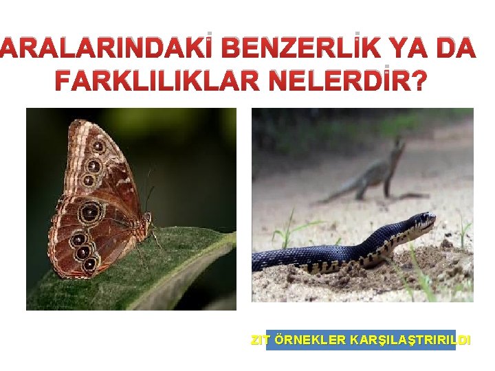 ARALARINDAKİ BENZERLİK YA DA FARKLILIKLAR NELERDİR? ZIT ÖRNEKLER KARŞILAŞTRIRILDI 