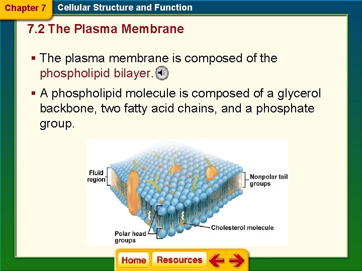 Chapter 7 Cellular Structure and Function 7. 2 The Plasma Membrane § The plasma