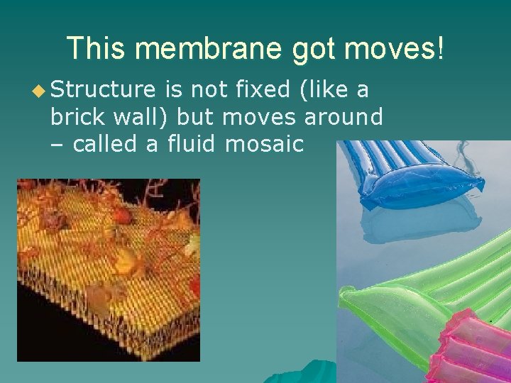 This membrane got moves! u Structure is not fixed (like a brick wall) but