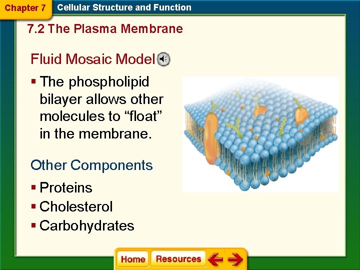 Chapter 7 Cellular Structure and Function 7. 2 The Plasma Membrane Fluid Mosaic Model