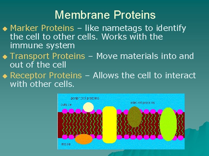 Membrane Proteins Marker Proteins – like nametags to identify the cell to other cells.
